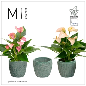 Mimesis Anthurium Multiflora mix - Jade mix