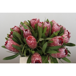 Protea Pink Ice