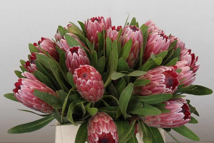 <h4>Protea Pink Ice</h4>