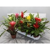 Bromelia Gem 13 Srt