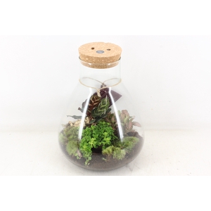 arr3 WR - Terrarium Erlenmeyer large LED