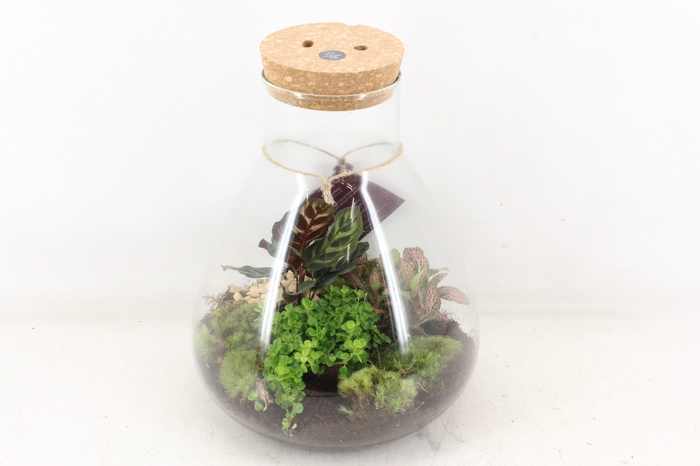 <h4>arr3 WR - Terrarium Erlenmeyer large LED</h4>