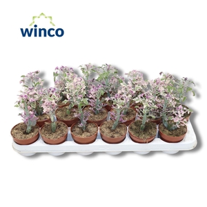 Senecio Articulatus Variegata