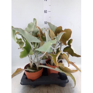Kalanchoe NF beharensis