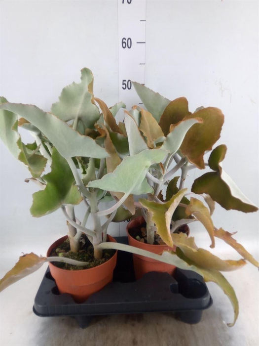 <h4>Kalanchoe NF beharensis</h4>