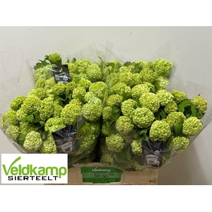 VIBURNUM ROSEUM ST