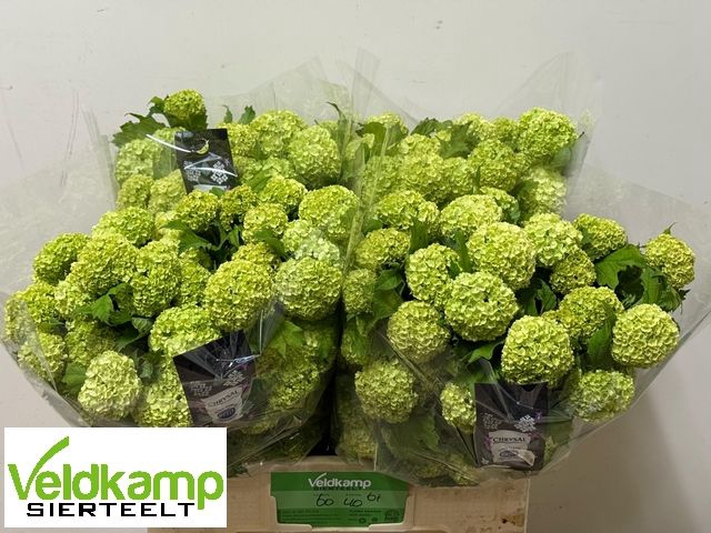 <h4>VIBURNUM ROSEUM ST</h4>