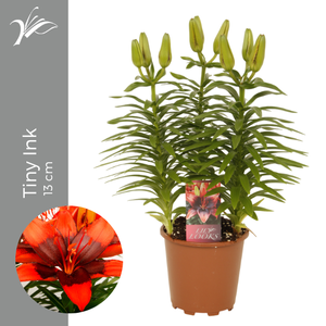 Lilium Tiny Ink 13 cm (az. lelie)