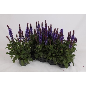 SALVIA NE SE DP BLUE