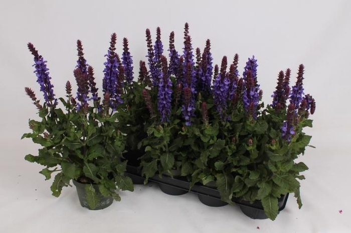 <h4>SALVIA NE SE DP BLUE</h4>