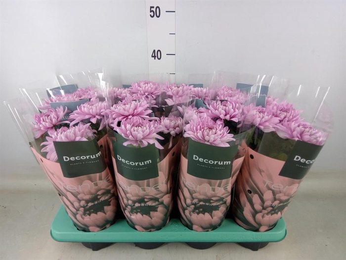 <h4>Chrysanthemum  'Supernova Pink'</h4>