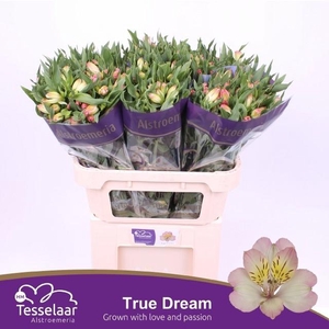 ALSTR TRUE DREAM