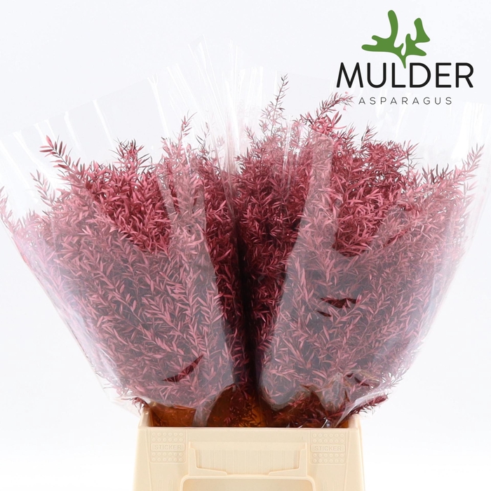 <h4>ASP DE CWEBE KLB H%</h4>