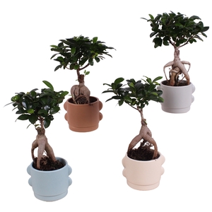 Ficus m. Ginseng Ball Shape Ø09cm in Ø13cm Ceramic SE496