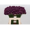 Allium sphaerocephalon