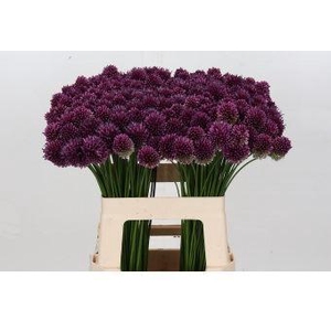 ALLIUM SPHAEROCEPHALON ALLIUM SPHAE
