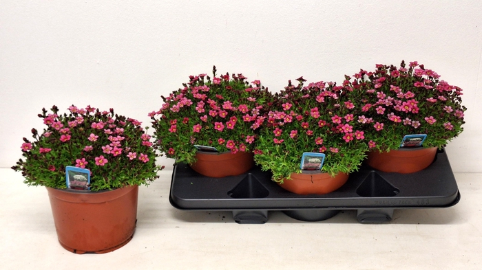 <h4>SAXIF AR MARTO ROSE</h4>