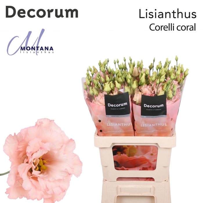 <h4>Lisianthus Corelli coral 70cm</h4>