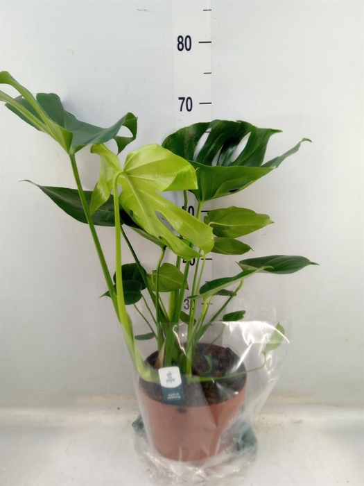 <h4>Monstera delic.</h4>