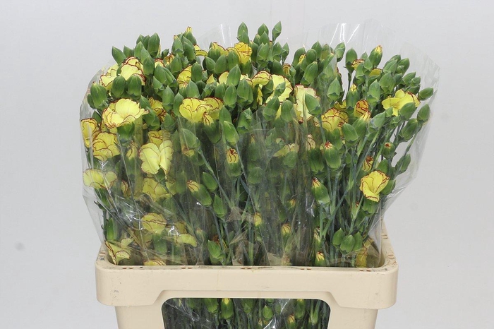 <h4>Dianthus Sp Solandis Heartfly</h4>