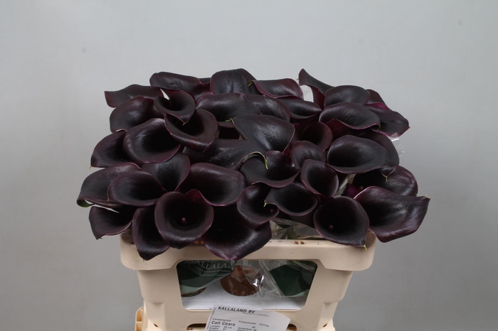 <h4>CALLA CALL CEARA CALL CEARA 50</h4>