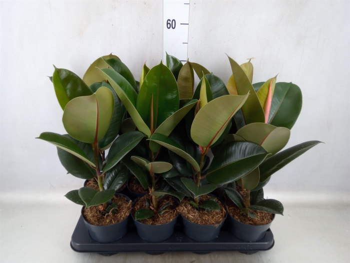 <h4>Ficus elastica 'Robusta'</h4>