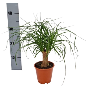 BEAUCARNEA RECUR