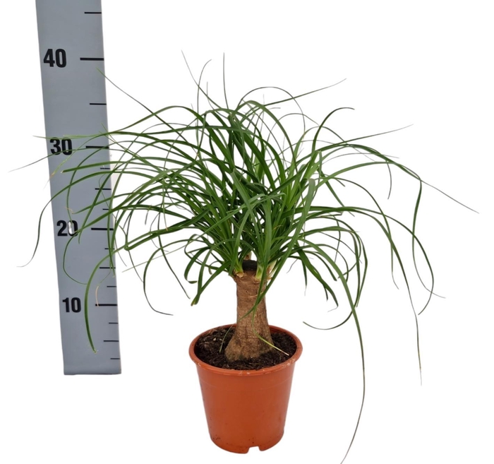 <h4>BEAUCARNEA RECUR</h4>