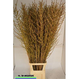 Forsythia I Spectabilis