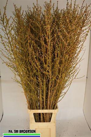 <h4>Forsythia I Spectabilis</h4>