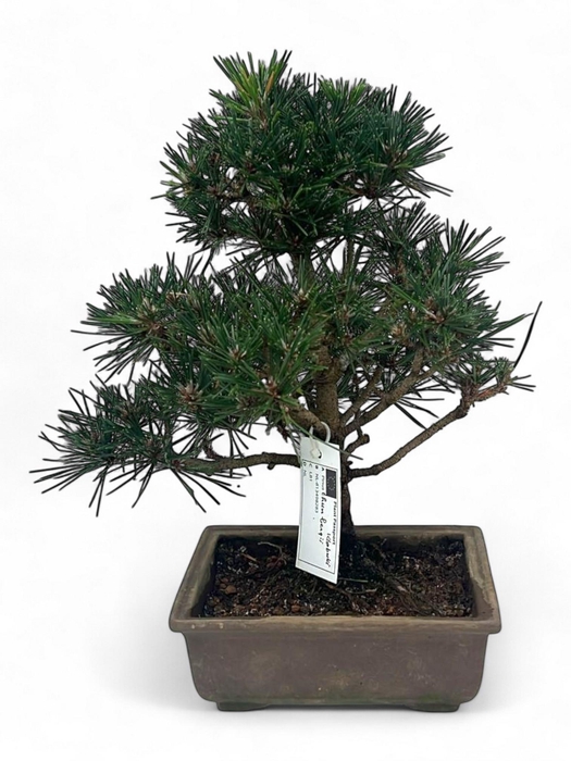 <h4>Pinus thunbergii "Kotobuki", pot 18cm. Height 35cm. (single item)</h4>