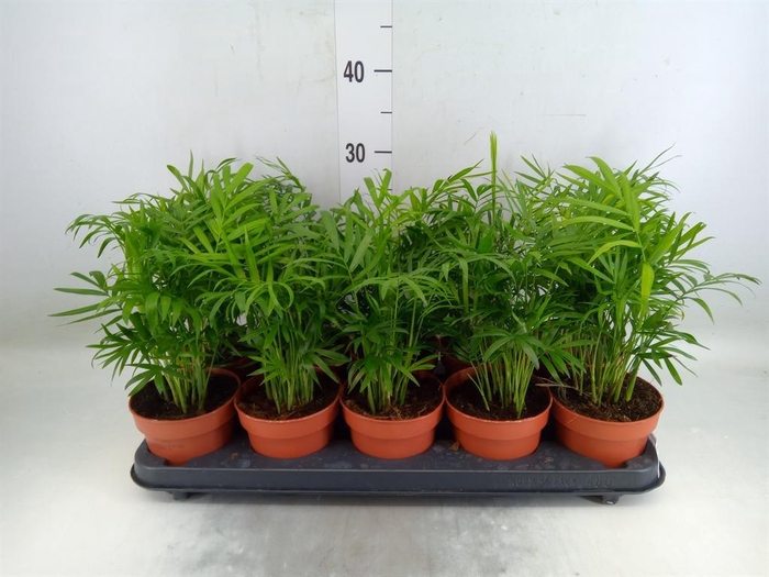 <h4>Chamaedorea elegans</h4>