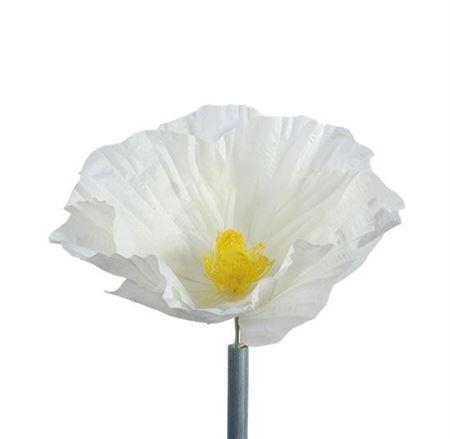 <h4>Stem Poppy Flower L50w50h40</h4>