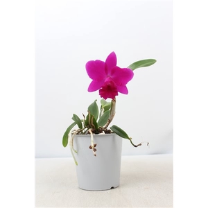 Cattleya 1 knop paars