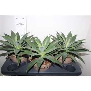 Mang Mam Pineap Expr