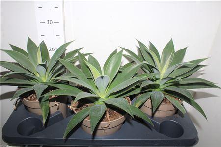 <h4>Mang Mam Pineap Expr</h4>