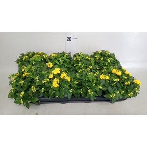 Lantana camara 'Evita Yellow'