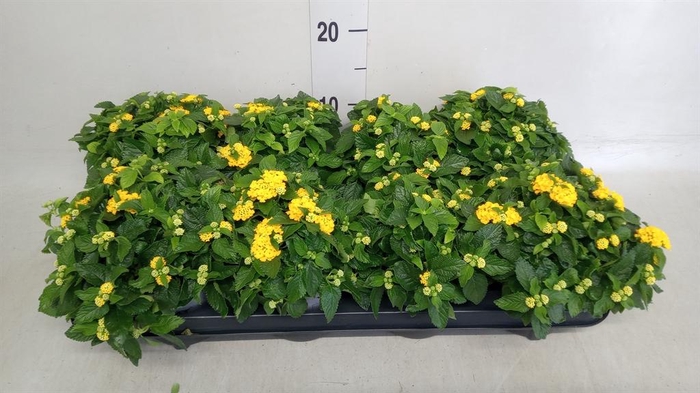 <h4>Lantana camara 'Evita Yellow'</h4>