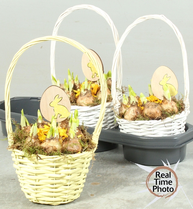 <h4>Arr Narcissus</h4>