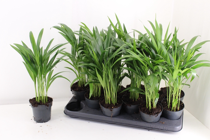 <h4>DYPSIS LUTESCENS</h4>