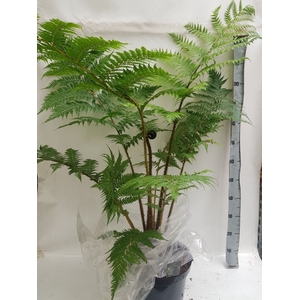 CYATHEA COOPERI