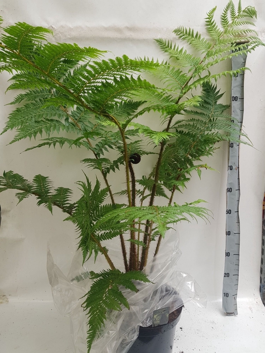 <h4>CYATHEA COOPERI</h4>