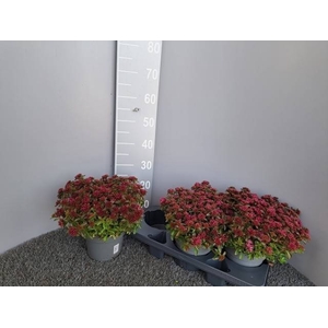 SEDUM SPU SPOT D ROS