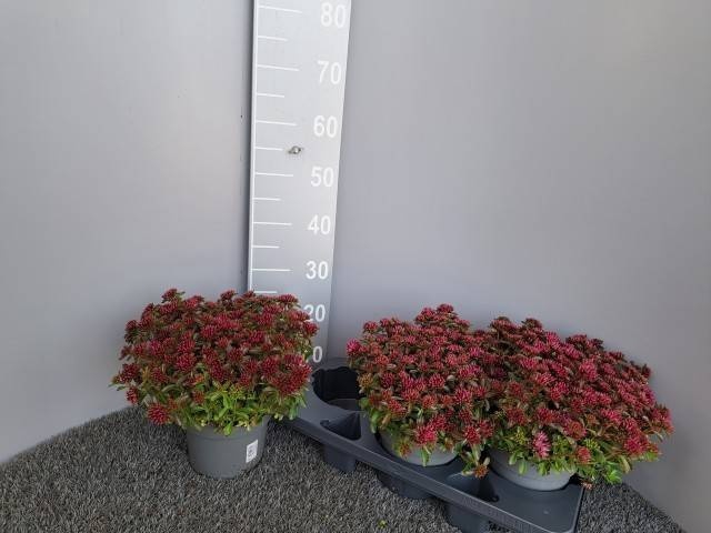 <h4>SEDUM SPU SPOT D ROS</h4>