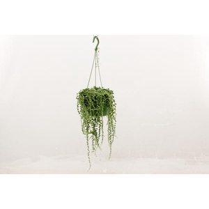 Senecio rowleyanus 14Ø 30cm