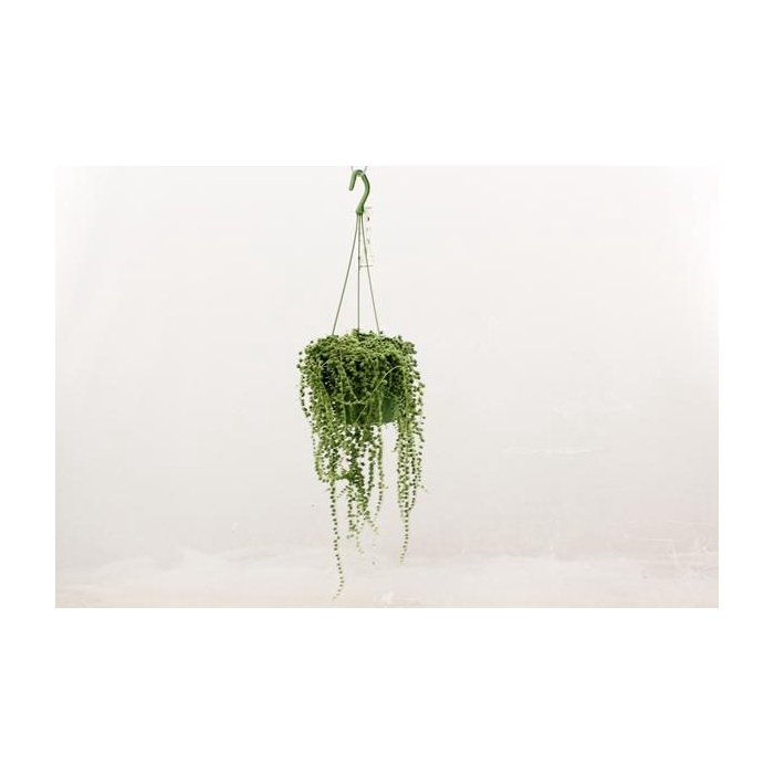 <h4>Senecio rowleyanus 14Ø 30cm</h4>