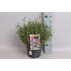 vaste planten 19 cm  Lavandula ang. Essence Purple
