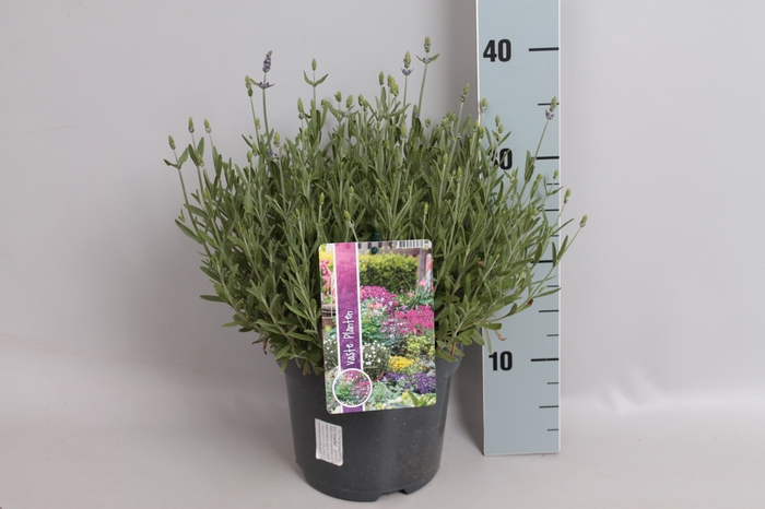 vaste planten 19 cm  Lavandula ang. Essence Purple