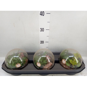 Arr.   Kamerplant Groen H%