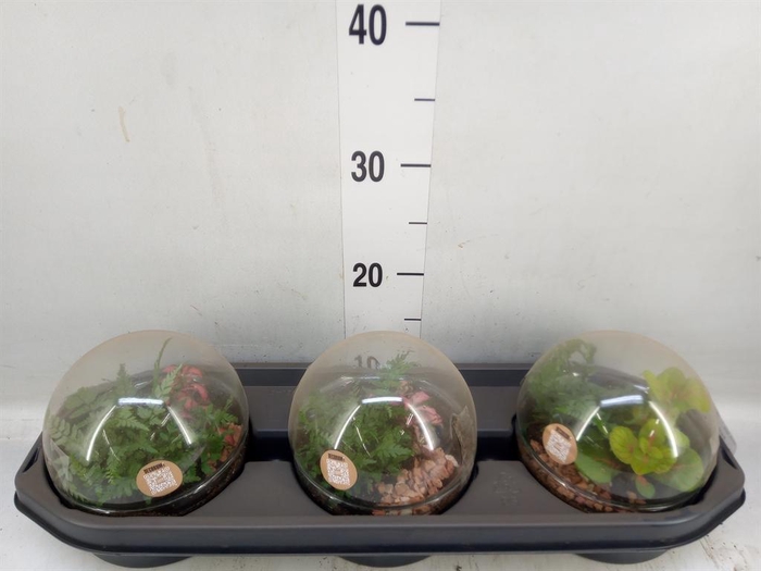 <h4>Arr.   Kamerplant Groen H%</h4>